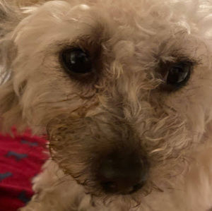 Meet your Posher, Octavio